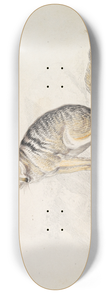 Charles Hamilton Smith - White-Barred Aguara Fox 8.25 inch art skate deck