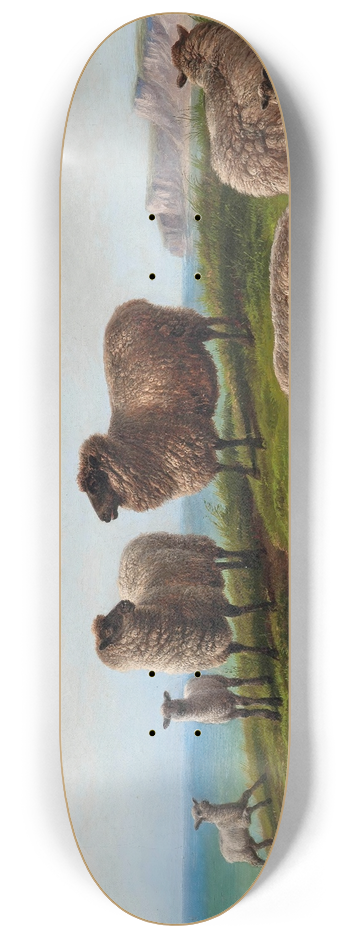 Charles Jones - Sheep grazing on a headland 8.25 inch art skate deck