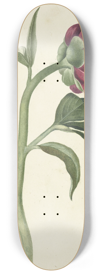 C.J. Kruimel - Bloem van de pioenroos 8.25 inch art skate deck