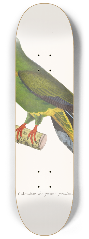 Coenraad Jacob Temminck - Colombar A Queue Pointue 8.25 inch art skate deck