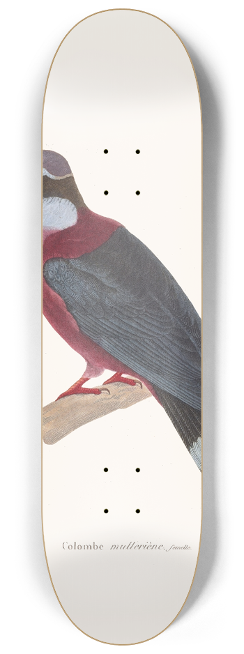 Coenraad Jacob Temminck - Colombe Mullerine. 8.25 inch art skate deck