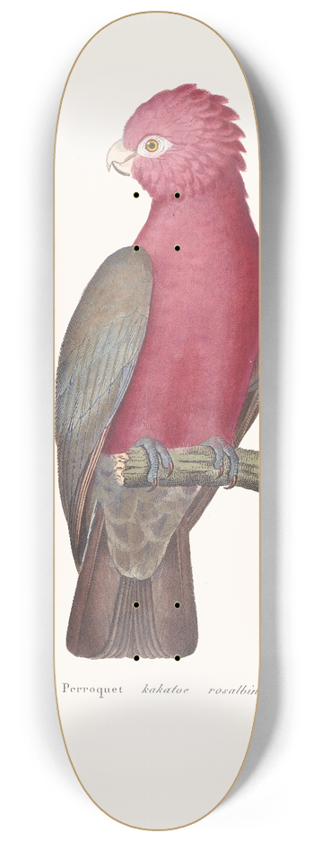 Coenraad Jacob Temminck - Perroquet Kakatoe Rosalbin 8.25 inch art skate deck