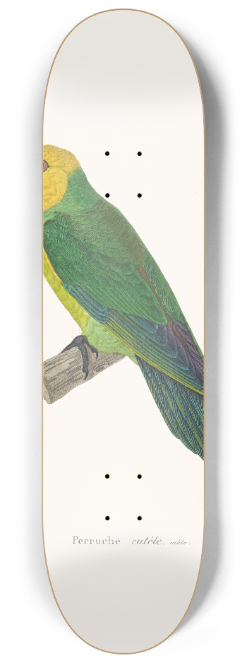 Coenraad Jacob Temminck - Perruche Eutle. 8.25 inch art skate deck