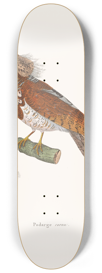 Coenraad Jacob Temminck - Podarge Cornu 8.25 inch art skate deck