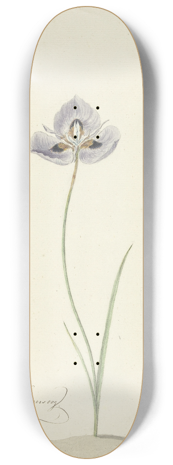 Cornelis van Noorde - Iris 8.25 inch art skate deck