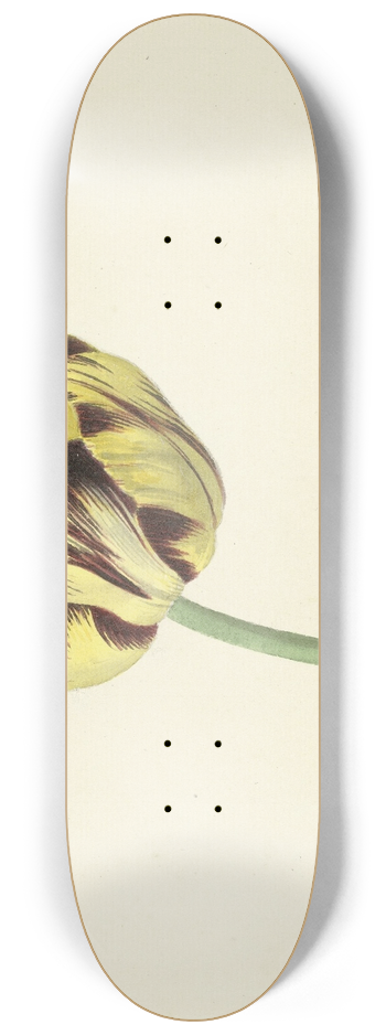 Cornelis van Noorde - Tulp genaamd Bizard Pontifex Romanus 8.25 inch art skate deck