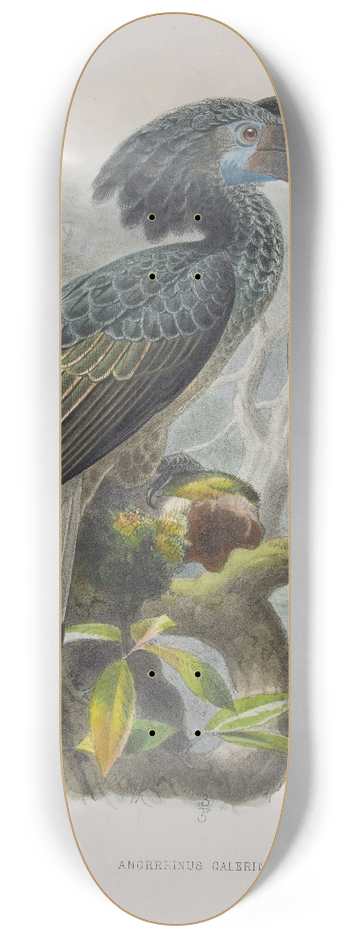 Daniel Giraud Elliot - Anorrhinus galeritus 8.25 inch art skate deck