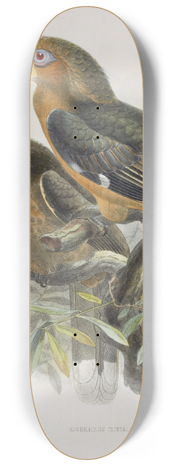 Daniel Giraud Elliot - Anorrhinus tickelli 8.25 inch art skate deck