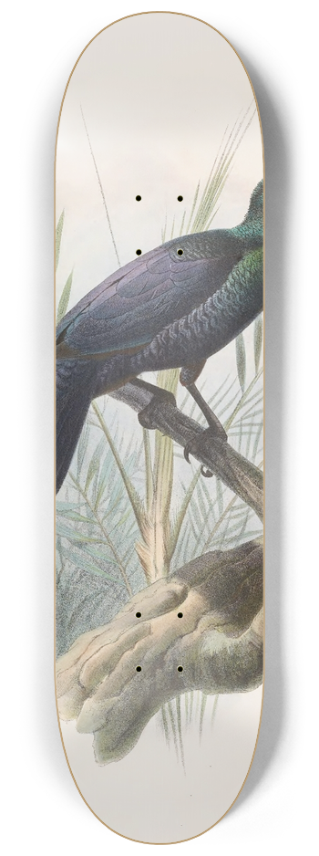 Daniel Giraud Elliot - Manucodia atra 8.25 inch art skate deck