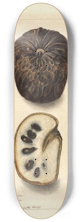 Deborah Griscom Passmore - Annona cherimola 8.25 inch art skate deck