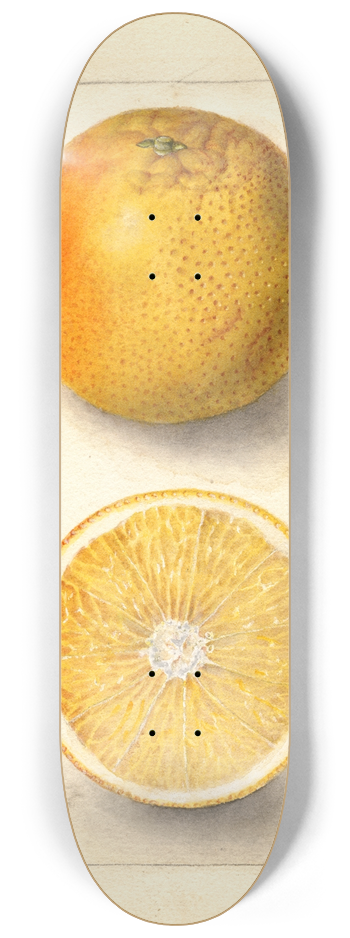 Deborah Griscom Passmore - Citrus sinensis: Conners Seedling 8.25 inch art skate deck