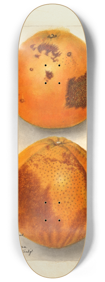 Deborah Griscom Passmore - Citrus sinensis: Washington Navel 8.25 inch art skate deck