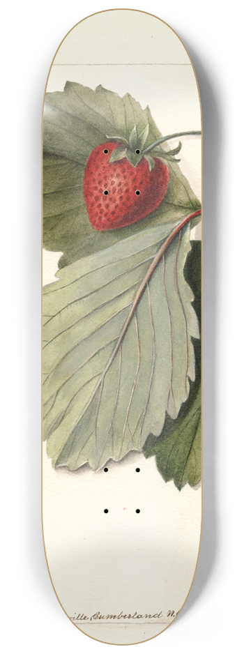Deborah Griscom Passmore - Fragaria: Maynor 8.25 inch art skate deck