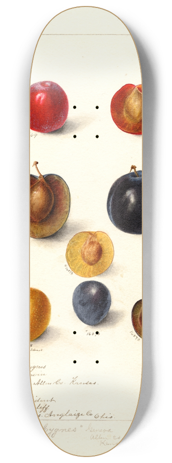 Deborah Griscom Passmore - Prunus domestica 8.25 inch art skate deck