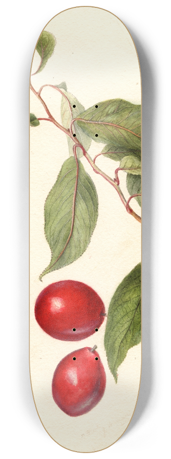 Deborah Griscom Passmore - Prunus domestica: Sophie 8.25 inch art skate deck