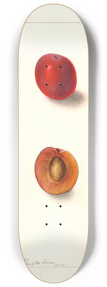 Deborah Griscom Passmore - Prunus domestica: Wyant 8.25 inch art skate deck