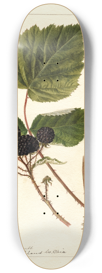 Deborah Griscom Passmore - Rubus: Gault 8.25 inch art skate deck