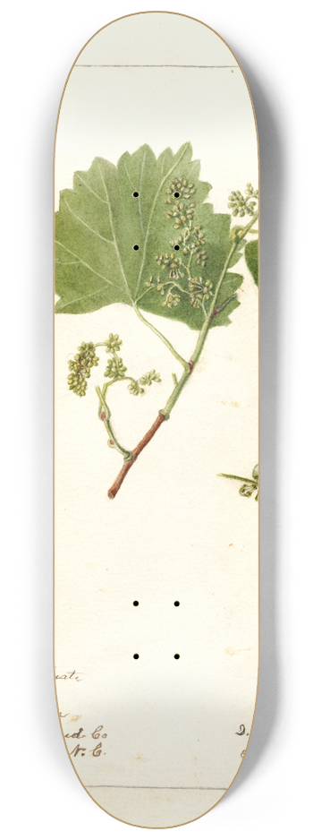 Deborah Griscom Passmore - Vitis: White Staminate 8.25 inch art skate deck