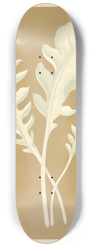 Edward Joseph Lowe - Centaurea Candidissima 8.25 inch art skate deck