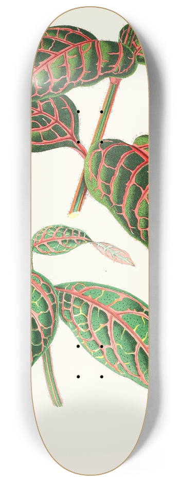 Edward Joseph Lowe - Eranthemum Sanguinolentum 8.25 inch art skate deck