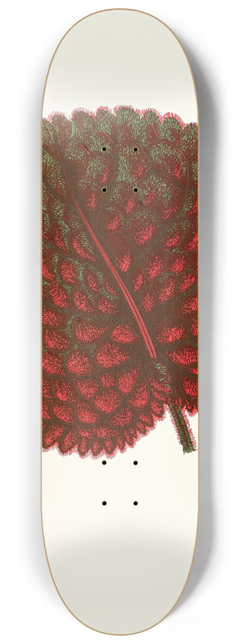 Edward Joseph Lowe - Gesneria Exoniensis 8.25 inch art skate deck