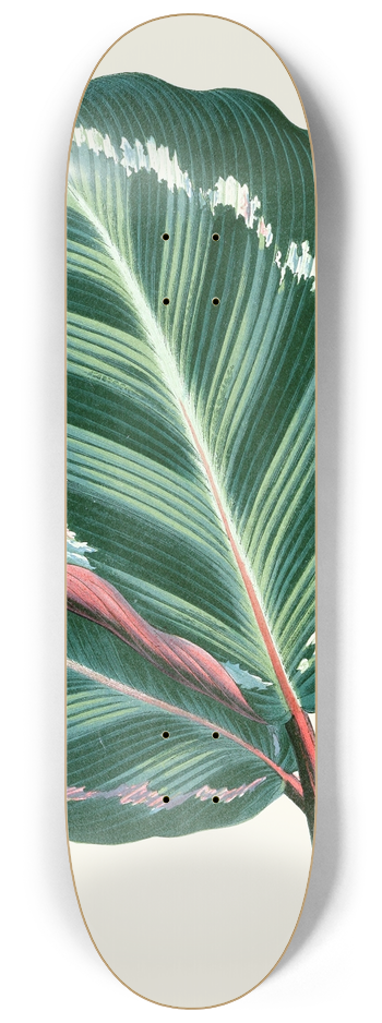 Edward Joseph Lowe - Maranta Illustris 8.25 inch art skate deck
