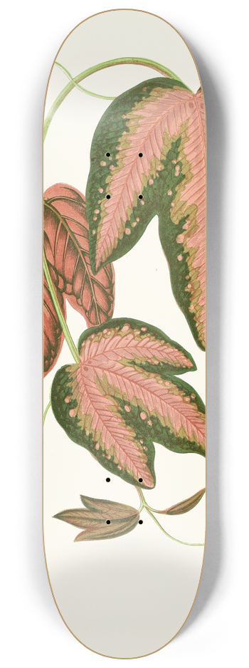Edward Joseph Lowe - Passiflora Trifasciata 8.25 inch art skate deck