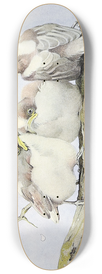Edward Julius Detmold - The Long-Tailed Tit 8.25 inch art skate deck