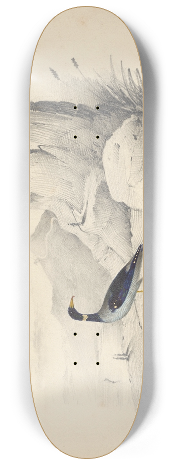 Edward Lear - A merganser 8.25 inch art skate deck