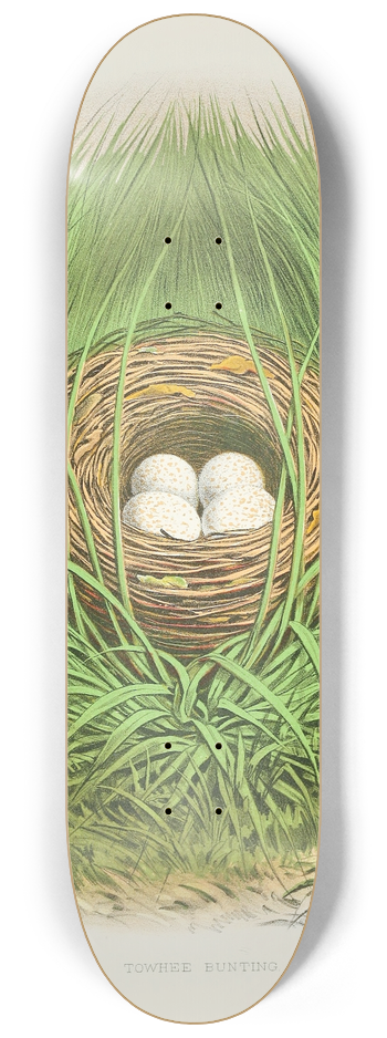 Edwin L. Sheppard - Towhee Bunting 8.25 inch art skate deck