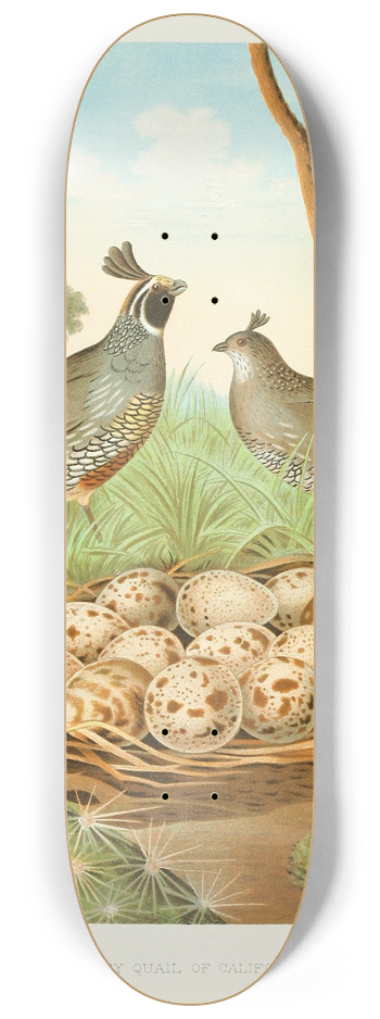 Edwin L. Sheppard - Valley Quail of California 8.25 inch art skate deck