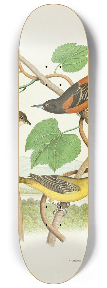 Edwin L. Sheppard - Wood Pewee, Orchard Oriole 8.25 inch art skate deck