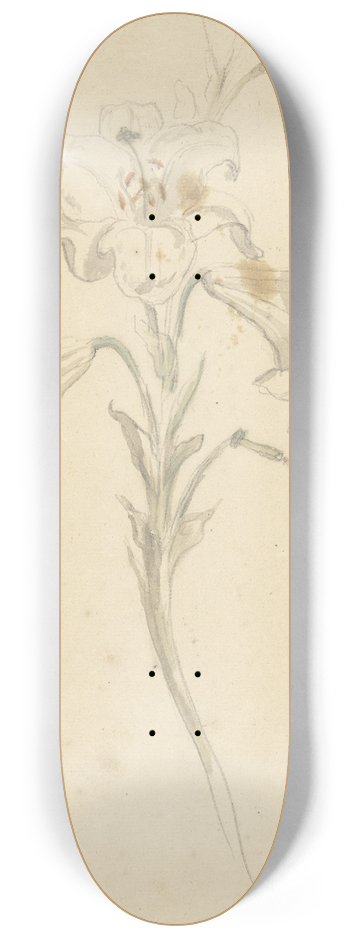 Elias van Nijmegen - Witte lelie 8.25 inch art skate deck