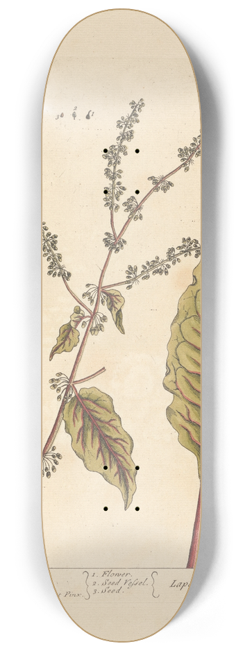 Elizabeth Blackwell - Bloodwort 8.25 inch art skate deck
