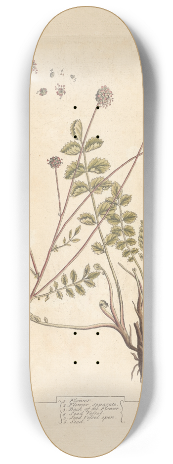 Elizabeth Blackwell - Burnet 8.25 inch art skate deck