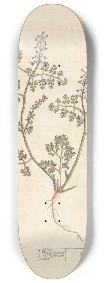 Elizabeth Blackwell - Fumitory 8.25 inch art skate deck