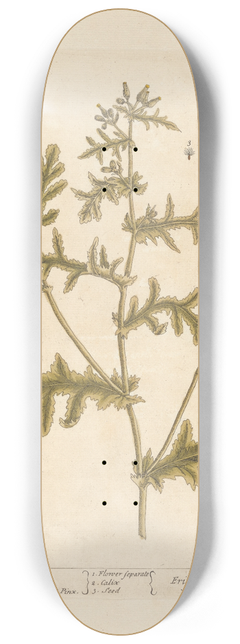 Elizabeth Blackwell - Groudsel 8.25 inch art skate deck