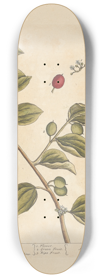 Elizabeth Blackwell - Indian apples 8.25 inch art skate deck
