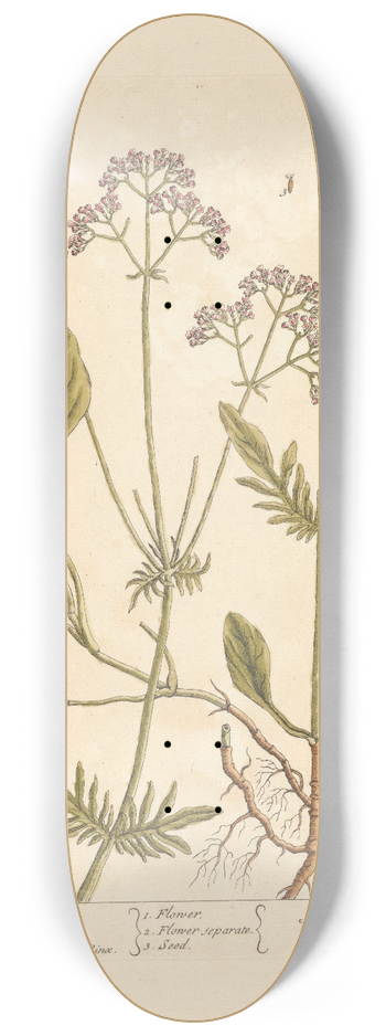 Elizabeth Blackwell - Lesser valerian 8.25 inch art skate deck