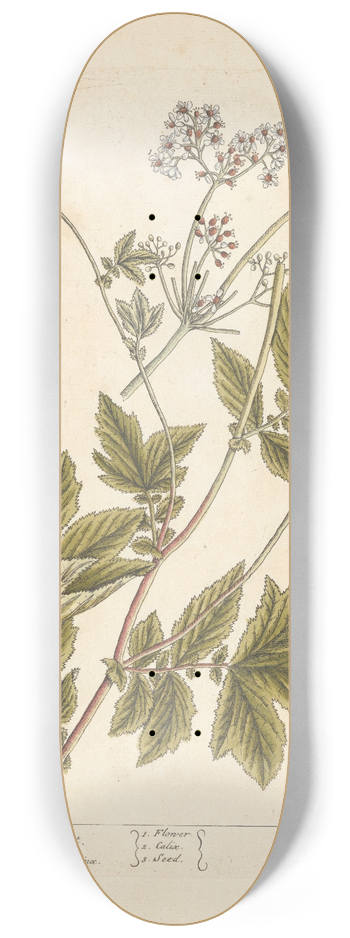 Elizabeth Blackwell - Meadow sweet 8.25 inch art skate deck