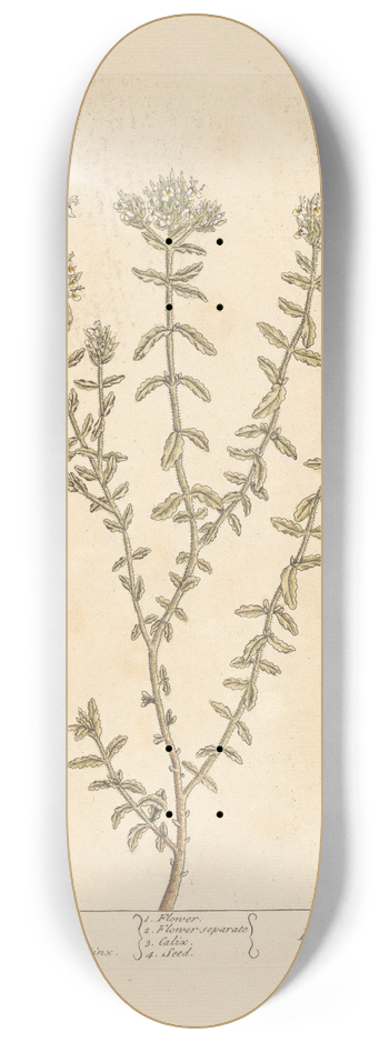 Elizabeth Blackwell - Poley mountain 8.25 inch art skate deck