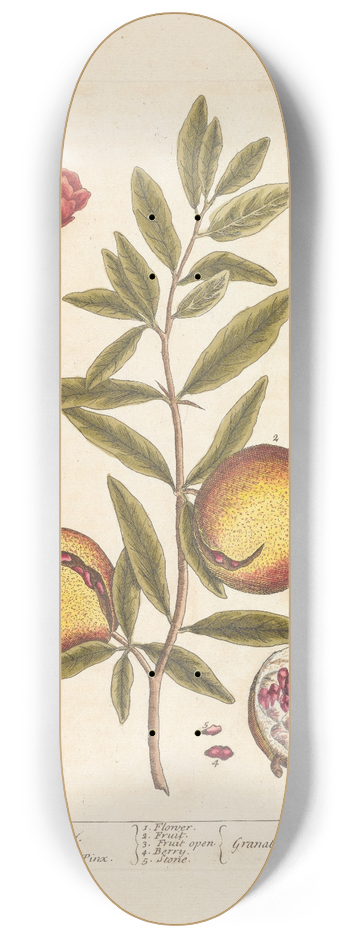 Elizabeth Blackwell - Pomgranates. 8.25 inch art skate deck