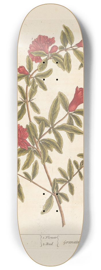 Elizabeth Blackwell - Pomgranates 8.25 inch art skate deck