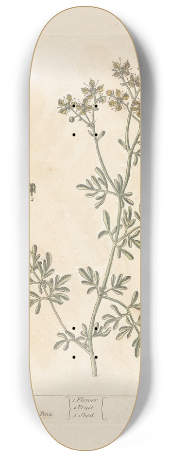 Elizabeth Blackwell - Rue 8.25 inch art skate deck