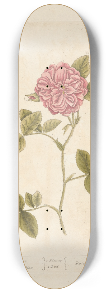 Elizabeth Blackwell - The damask rose 8.25 inch art skate deck