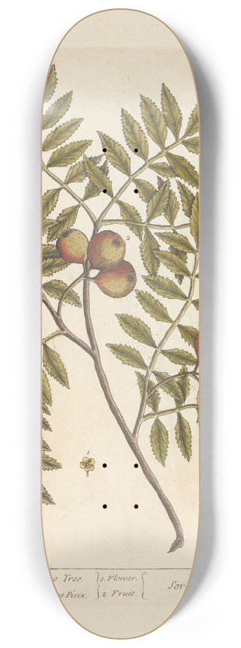 Elizabeth Blackwell - The manurd service tree 8.25 inch art skate deck