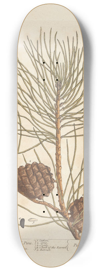 Elizabeth Blackwell - The pine tree, or manurd pine 8.25 inch art skate deck