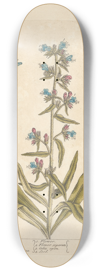 Elizabeth Blackwell - Vipers bugloss 8.25 inch art skate deck