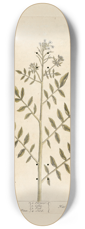 Elizabeth Blackwell - Water-cress 8.25 inch art skate deck