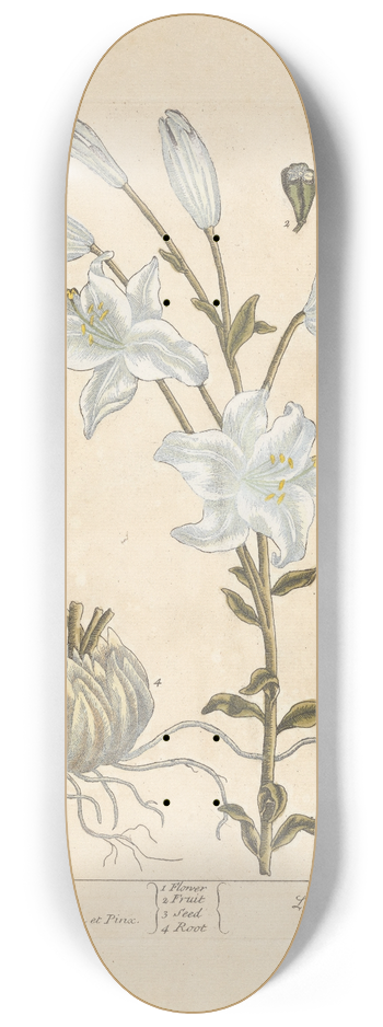 Elizabeth Blackwell - White lilly 8.25 inch art skate deck